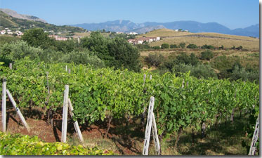 Vineyard, roadway and mountain view